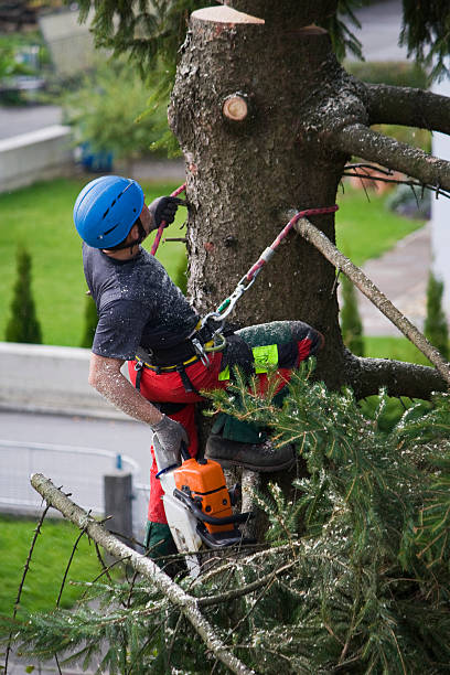 How Our Tree Care Process Works  in  Herricks, NY